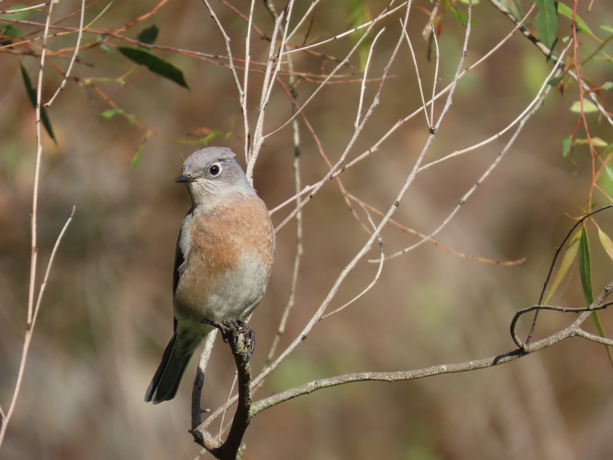 Western Bluebird - ML642936947