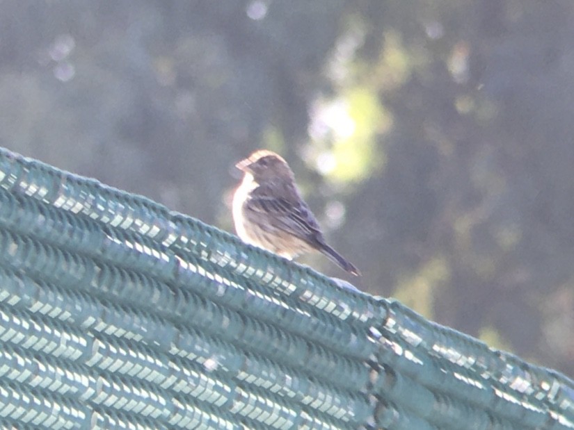 House Finch - ML642936949