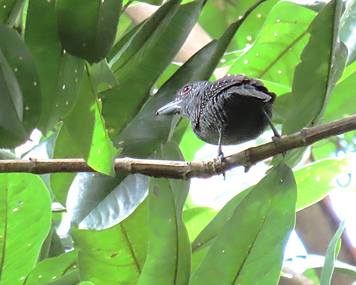 Fasciated Antshrike - ML642936955