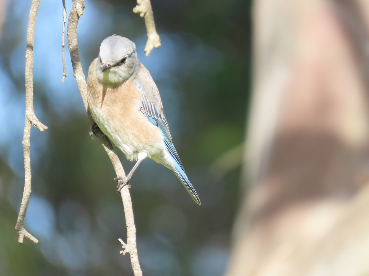 Western Bluebird - ML642936956