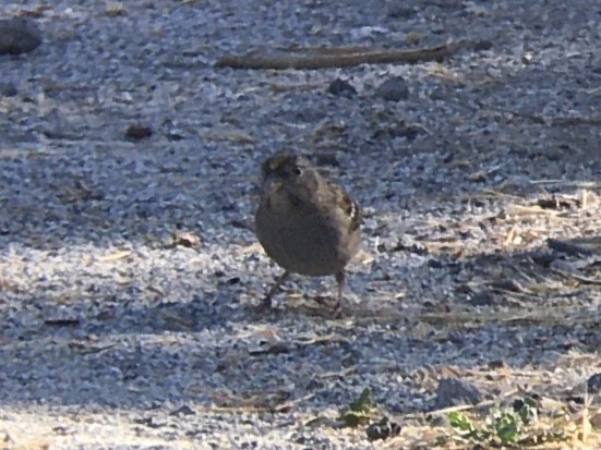 Golden-crowned Sparrow - ML642936958