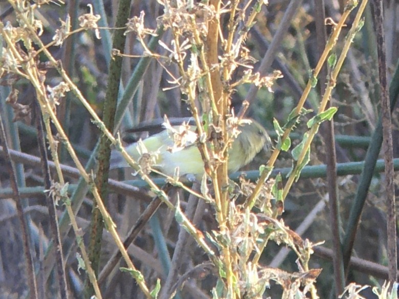 Lesser Goldfinch - ML642936960