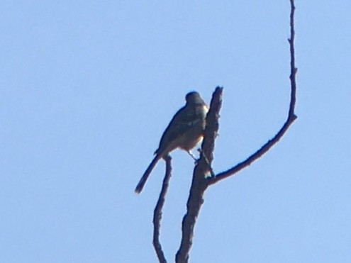Northern Mockingbird - ML642936964