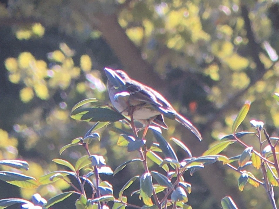 Northern Mockingbird - ML642936965