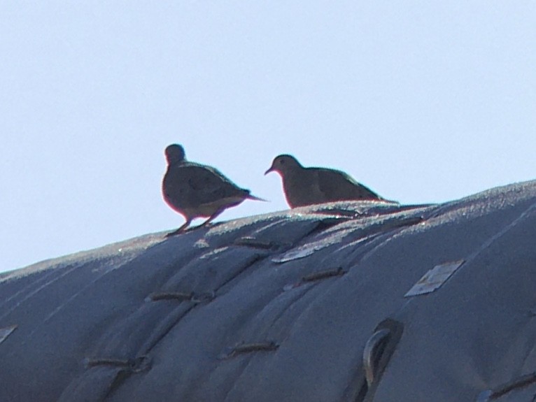 Mourning Dove - ML642936973