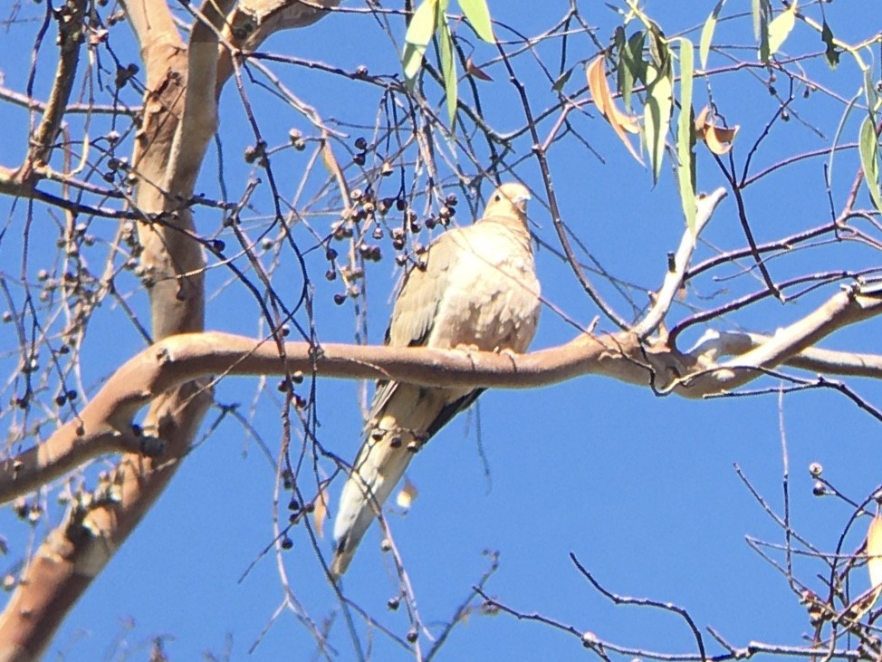 Mourning Dove - ML642936974
