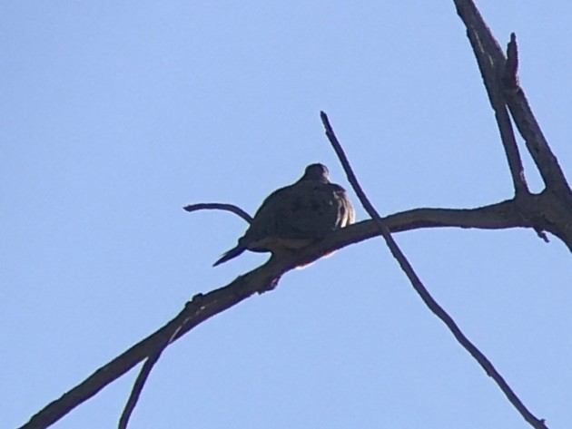 Mourning Dove - ML642936975