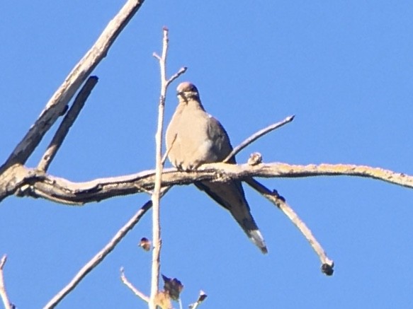 Mourning Dove - ML642936976