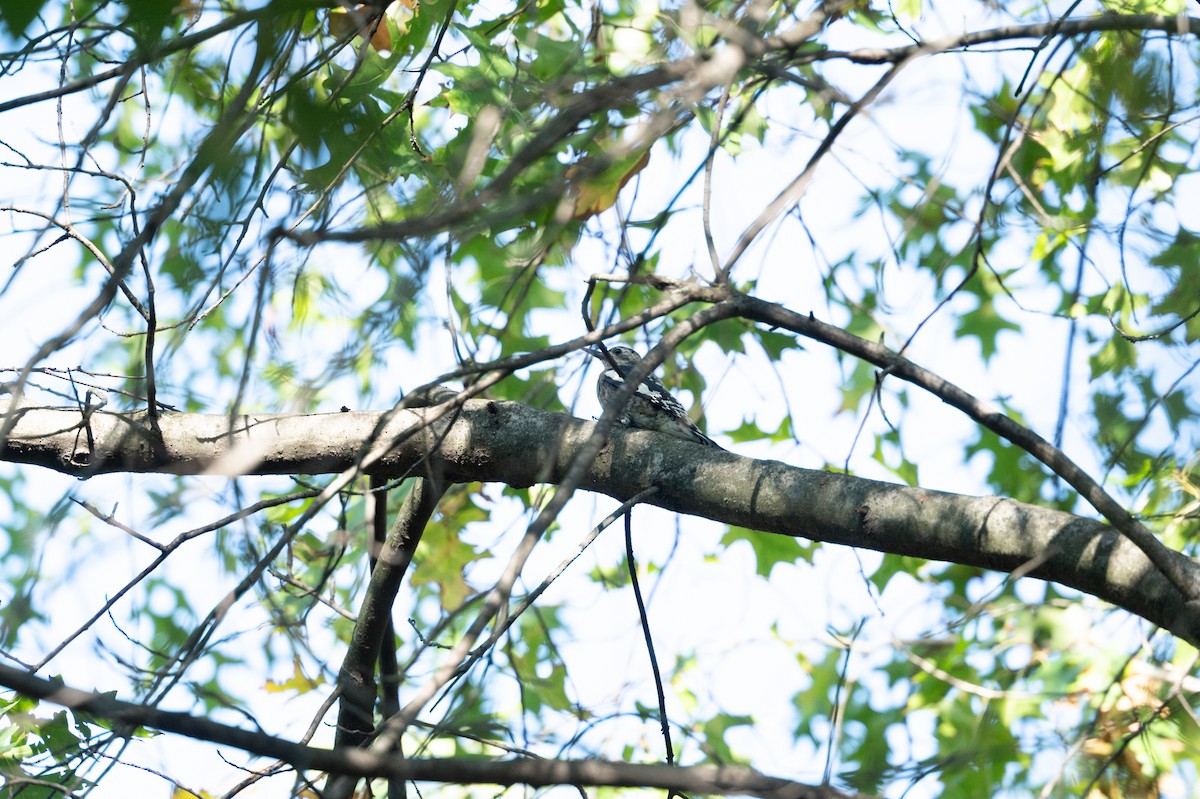 Yellow-bellied Sapsucker - ML642936978