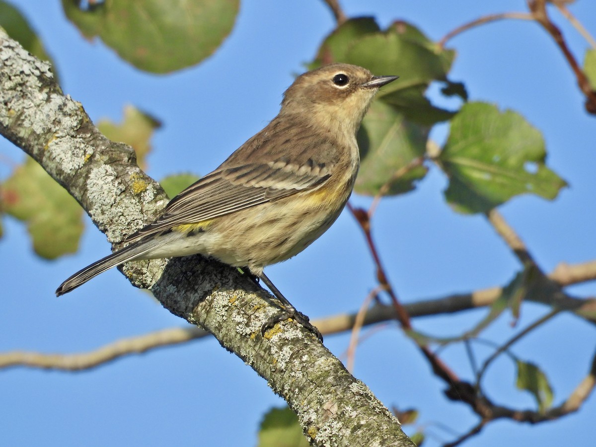 Yellow-rumped Warbler - ML642936996