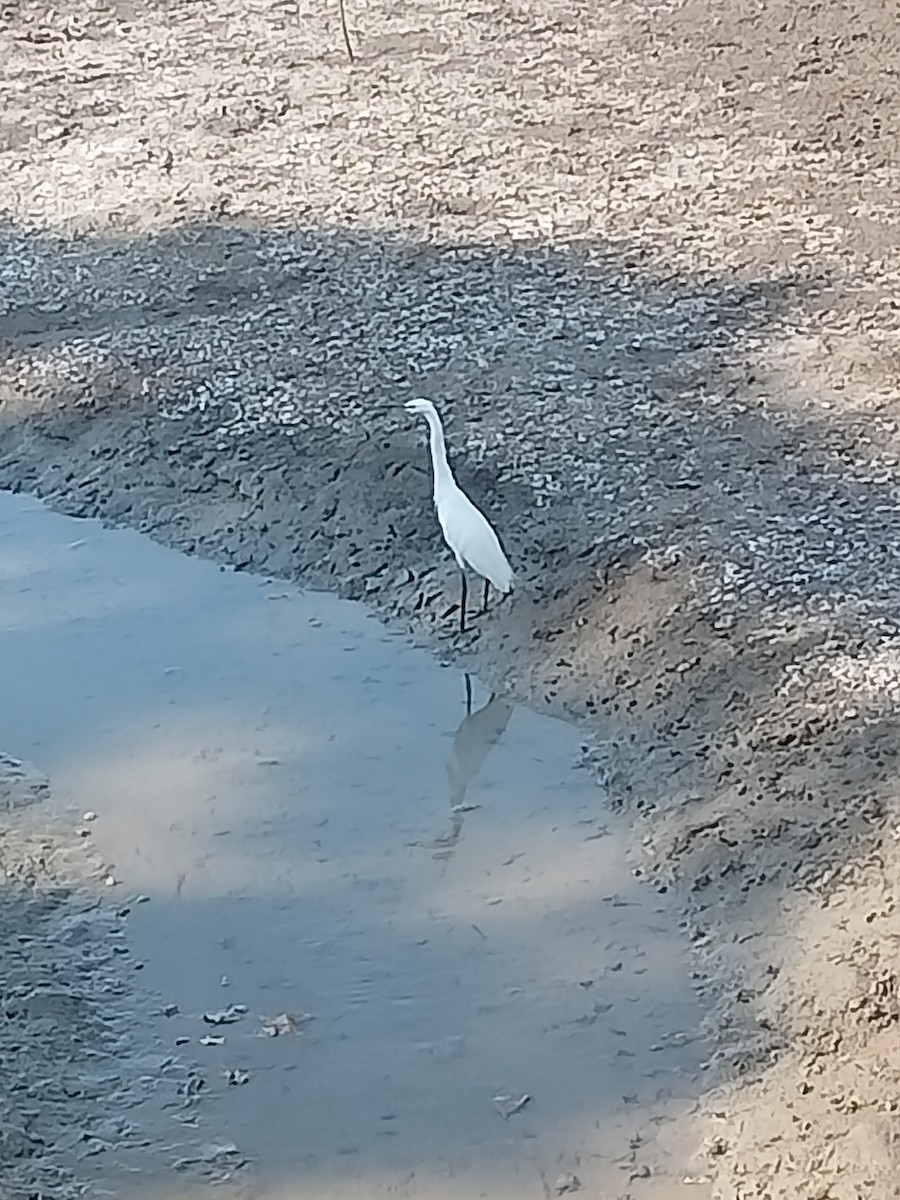 Little Egret - ML642936997