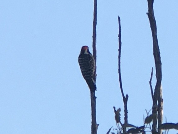 Nuttall's Woodpecker - ML642937006