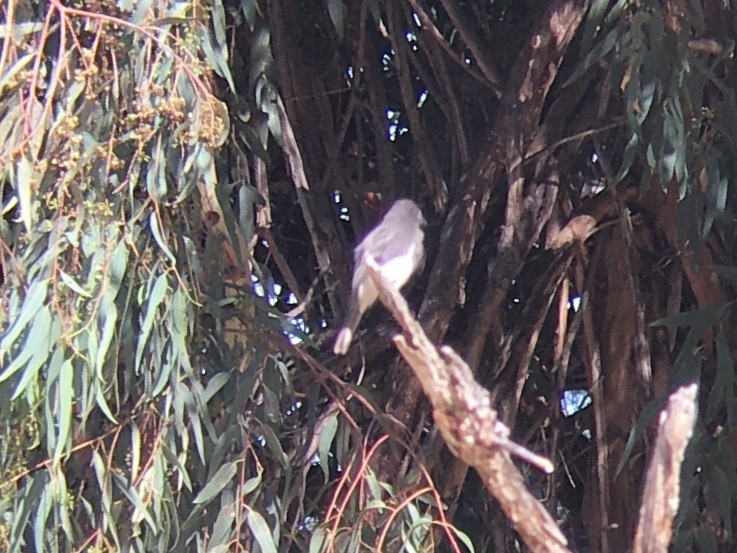 Black Phoebe - ML642937007