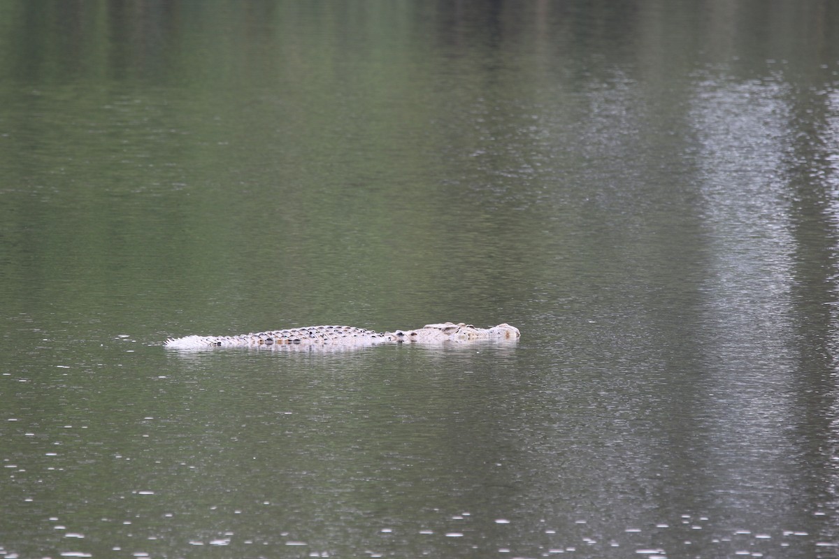 Saltwater Crocodile - ML642937014