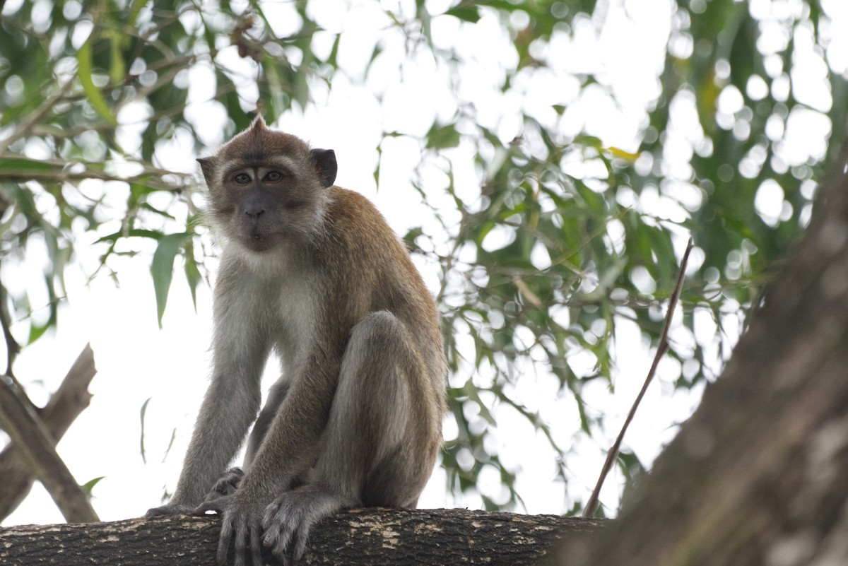 Long-tailed Macaque - ML642937015