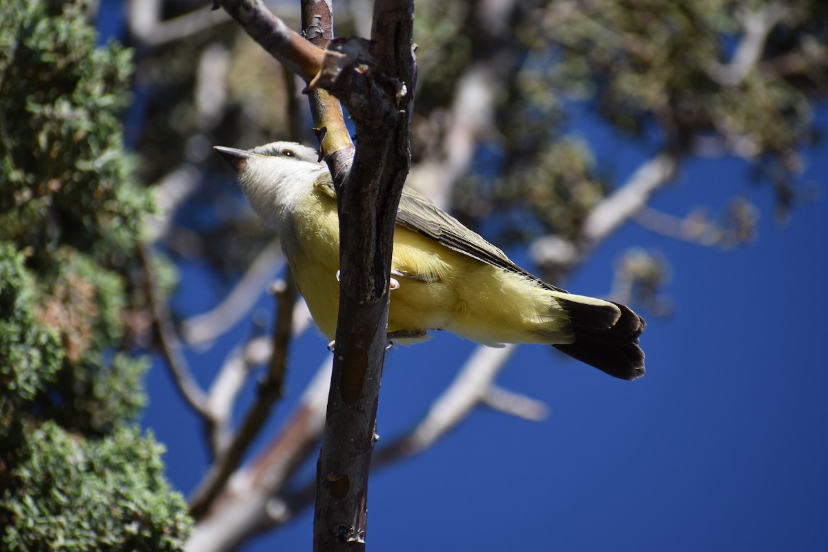 Cassin's Kingbird - ML642937016
