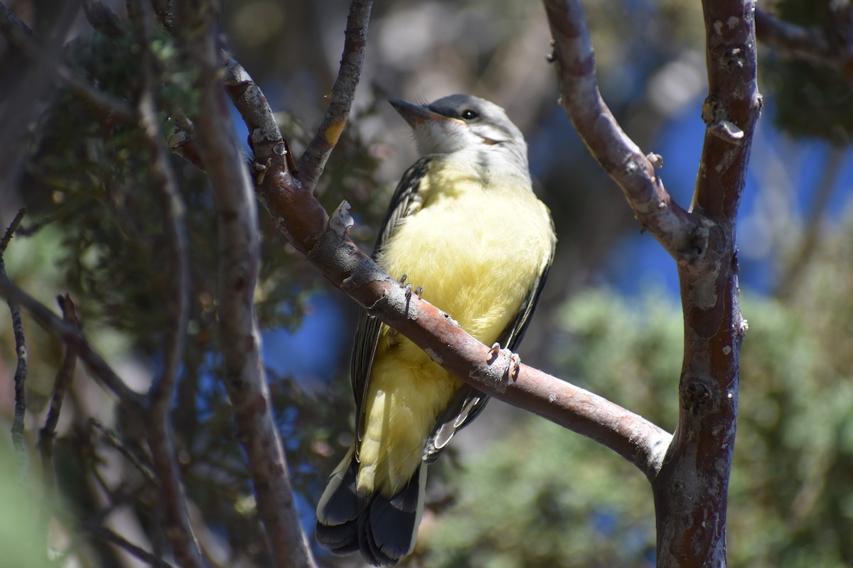 Cassin's Kingbird - ML642937018