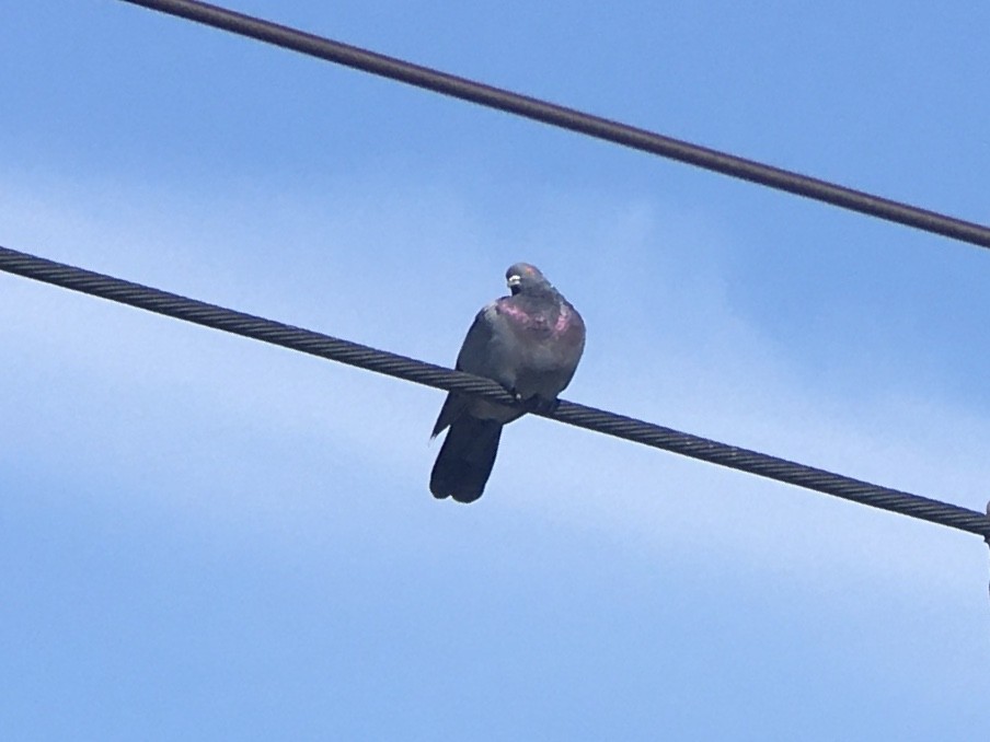 Rock Pigeon (Feral Pigeon) - ML642937020