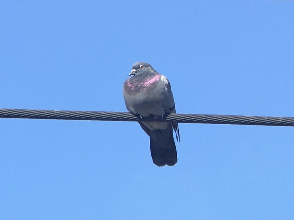 Rock Pigeon (Feral Pigeon) - ML642937021