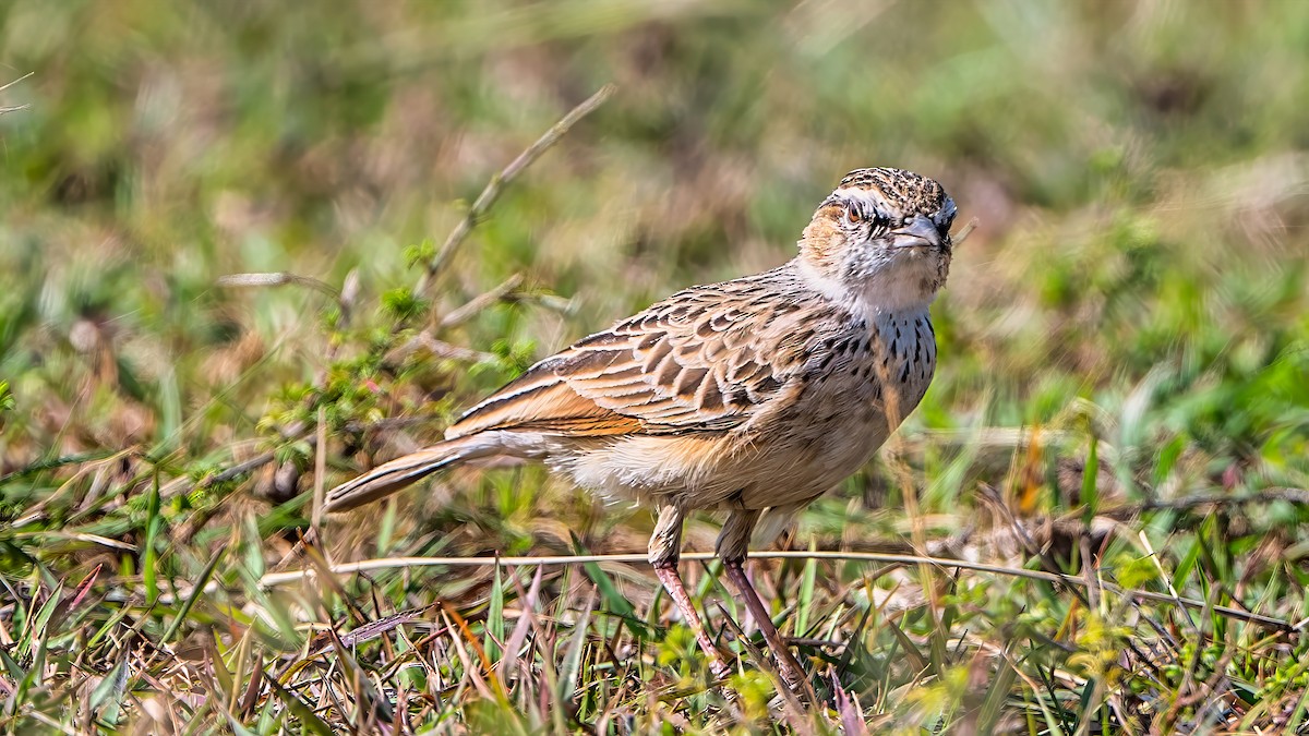 Rufous-naped Lark - ML642937030