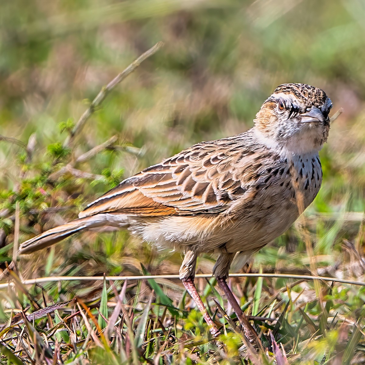 Rufous-naped Lark - ML642937031