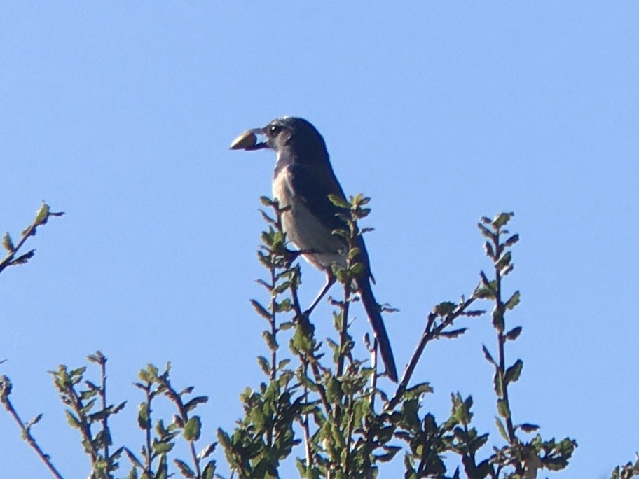 California Scrub-Jay - ML642937033