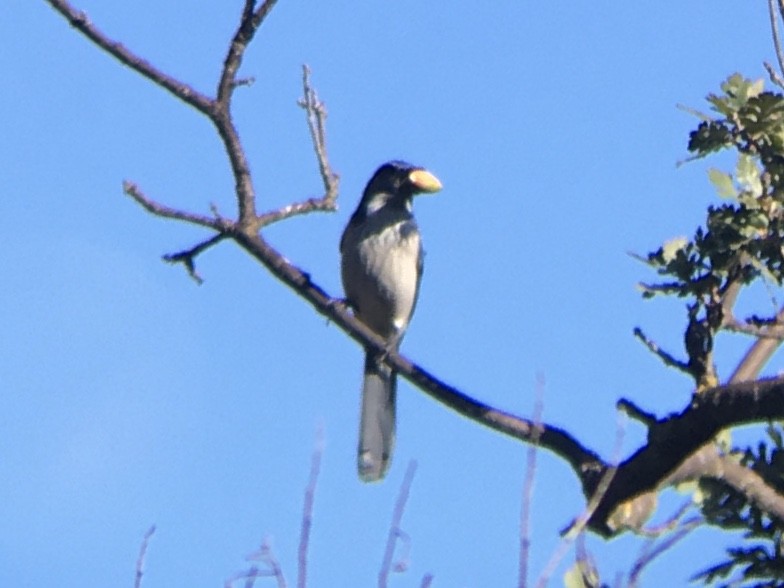 California Scrub-Jay - ML642937034