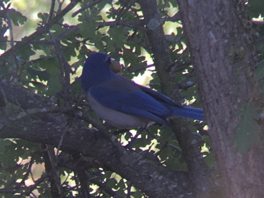California Scrub-Jay - ML642937035