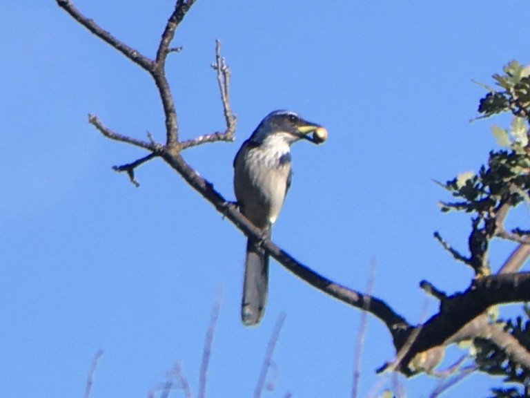 California Scrub-Jay - ML642937036