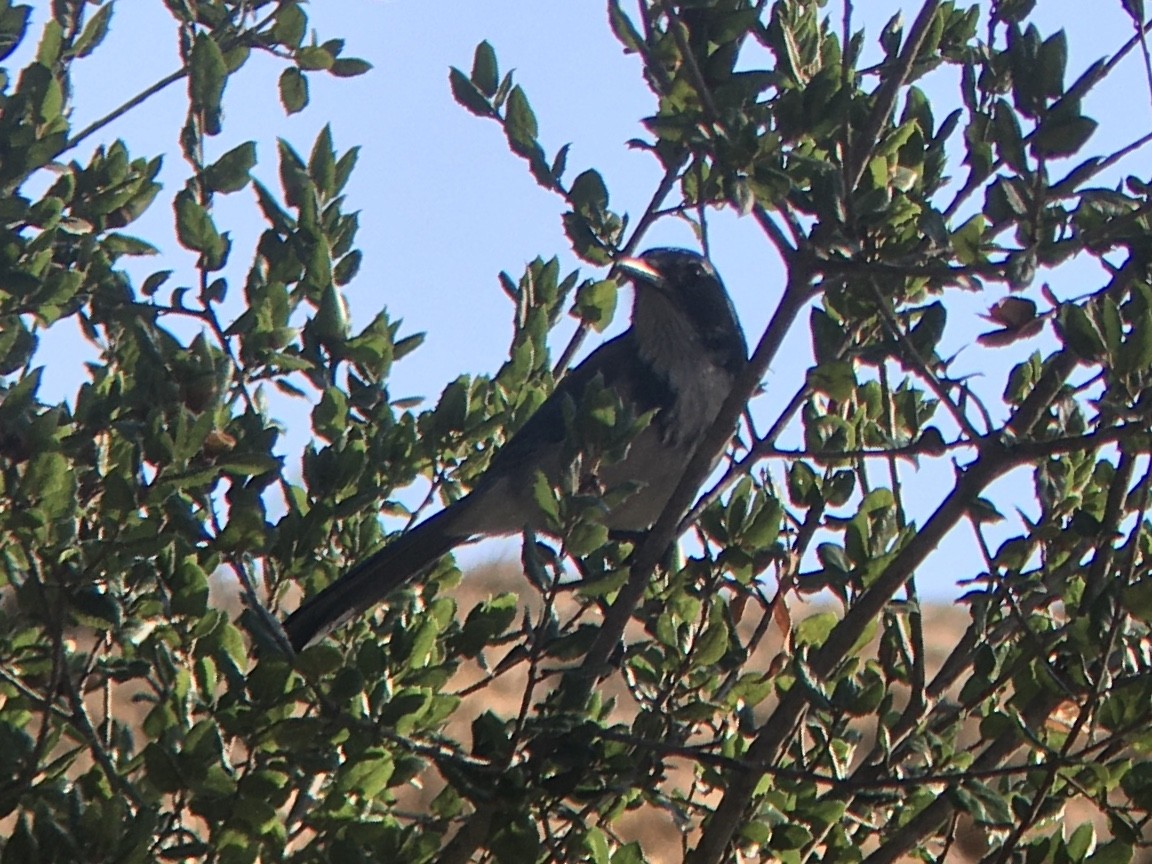 California Scrub-Jay - ML642937037