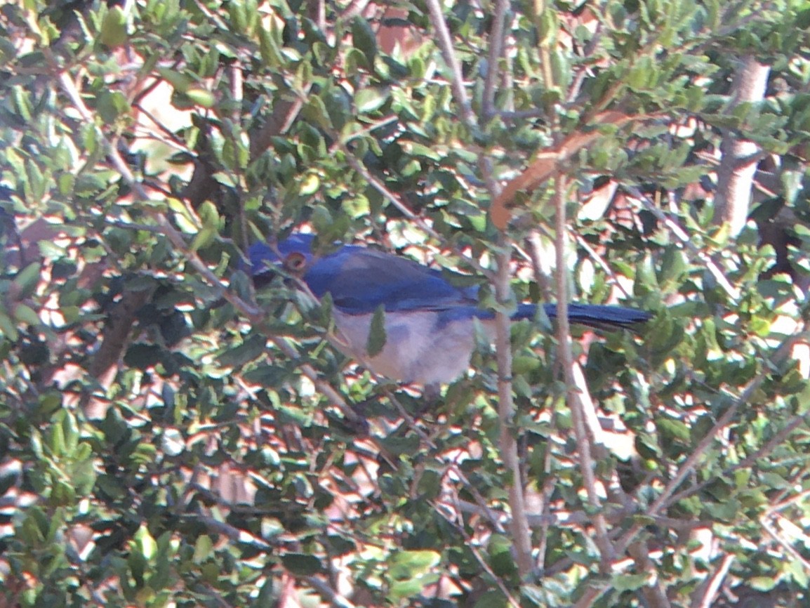 California Scrub-Jay - ML642937038