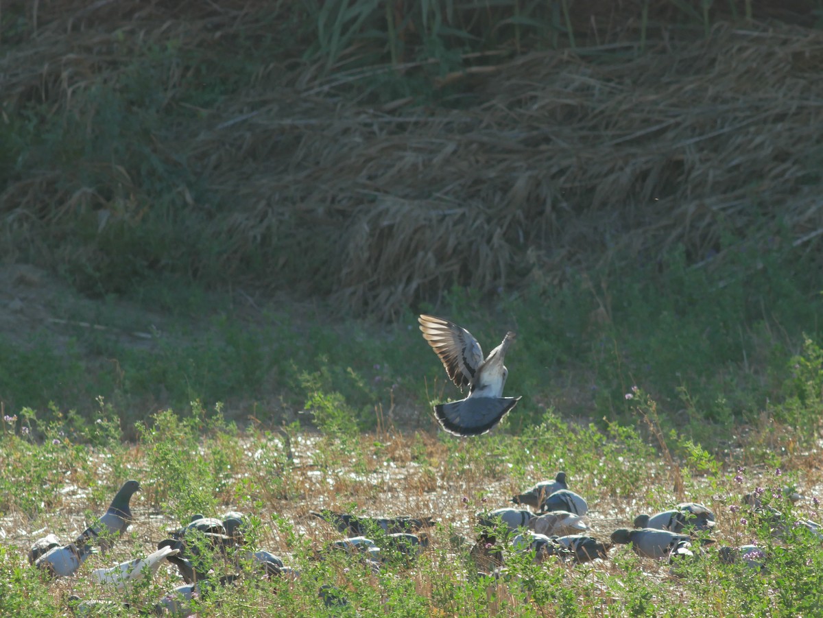 Rock Pigeon - ML642937039
