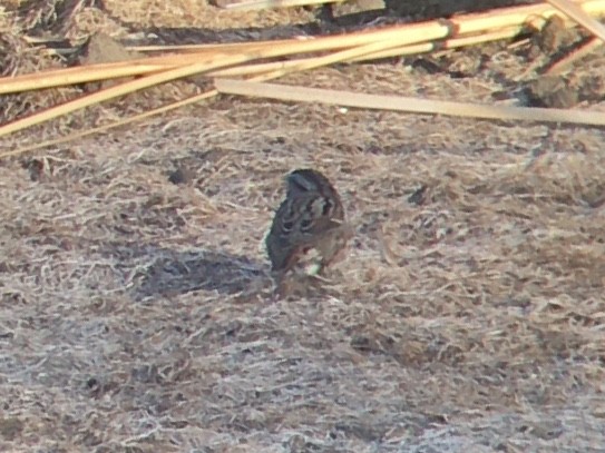 Song Sparrow - ML642937043
