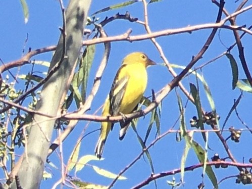 Western Tanager - ML642937049