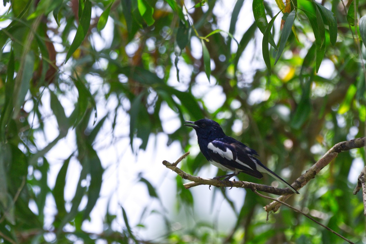 Oriental Magpie-Robin - ML642937057