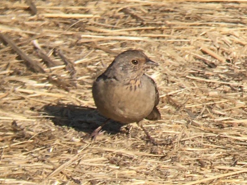 California Towhee - ML642937058