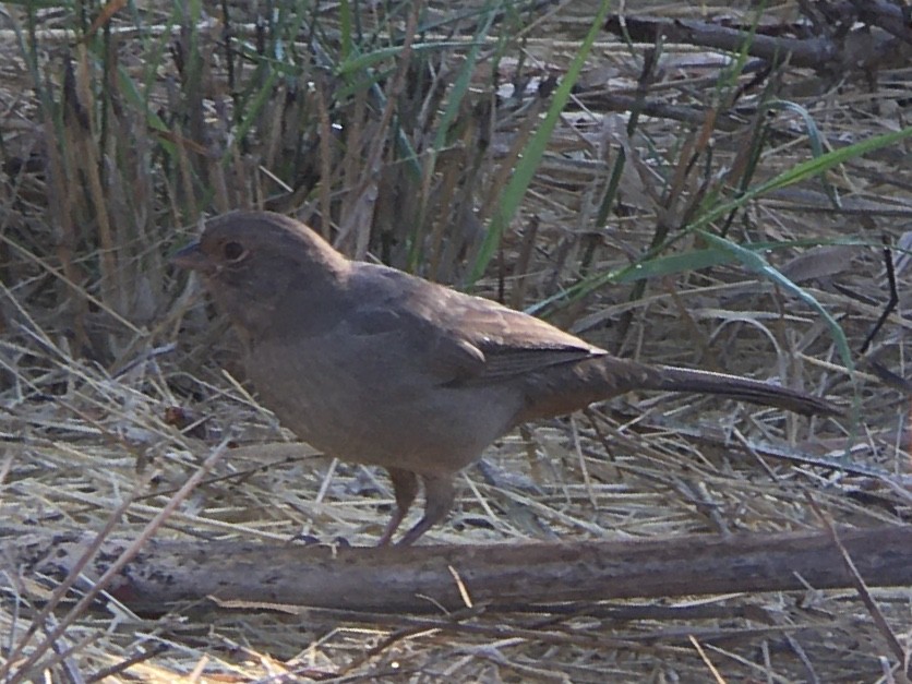 California Towhee - ML642937059