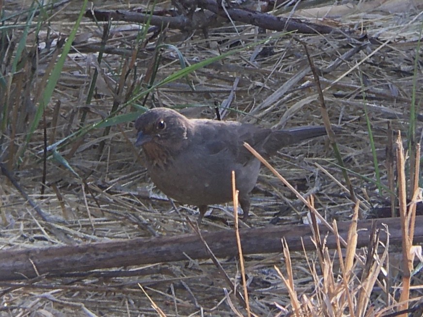 California Towhee - ML642937060