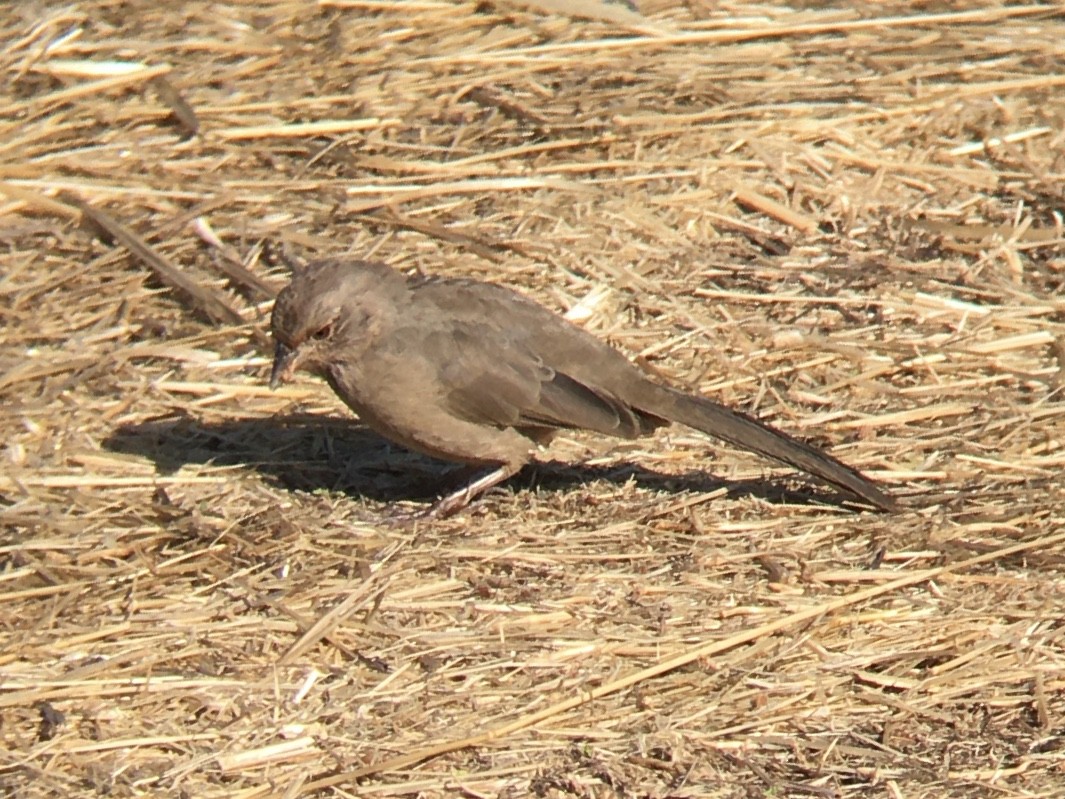 California Towhee - ML642937061