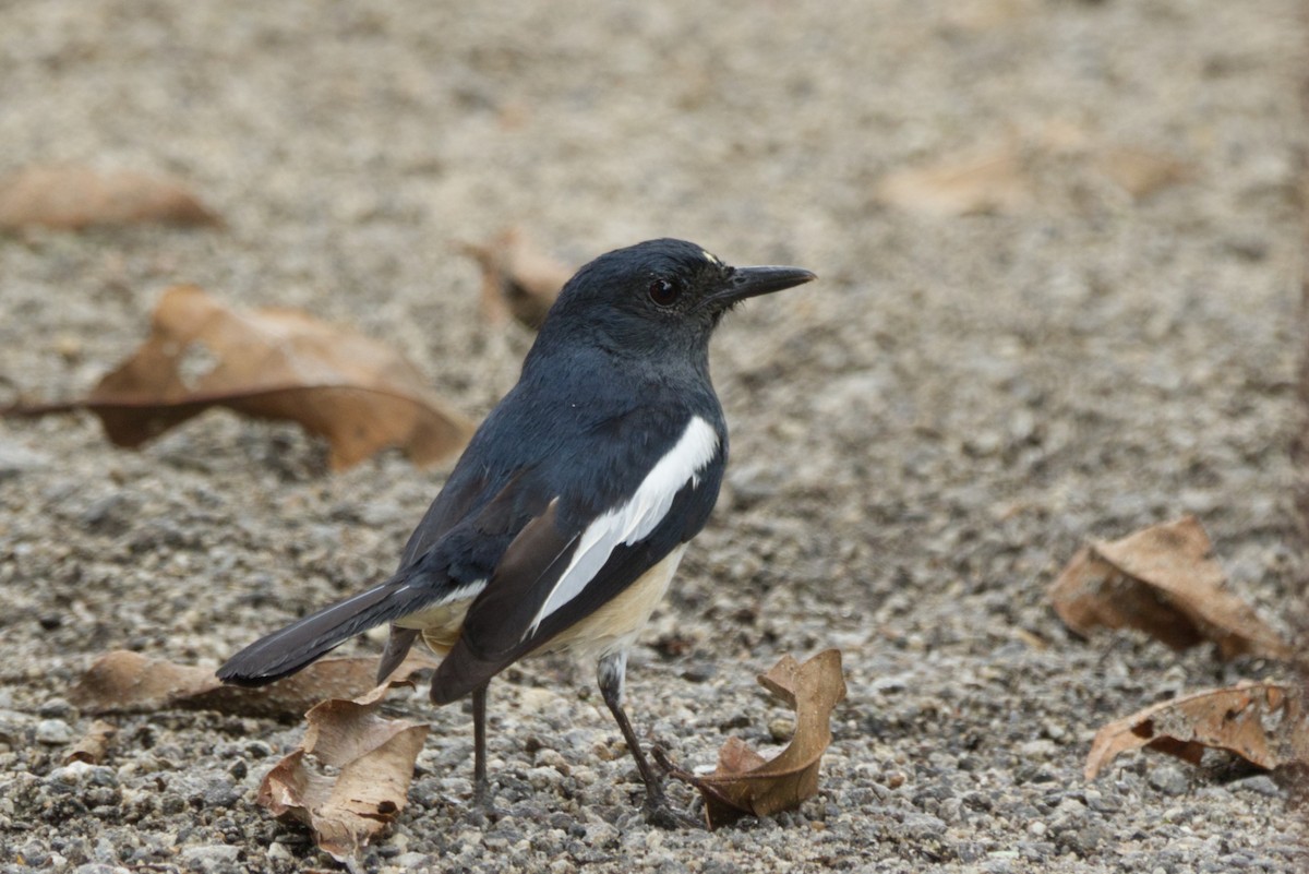 Oriental Magpie-Robin - ML642937063