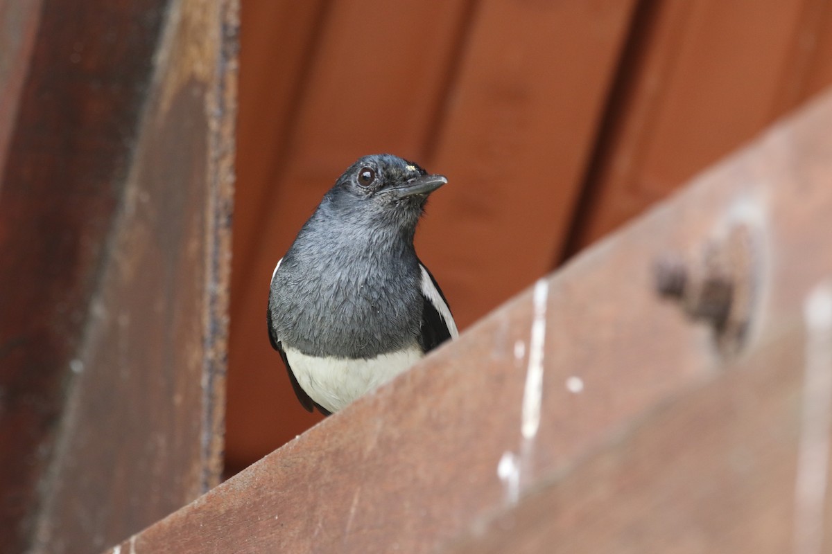 Oriental Magpie-Robin - ML642937064