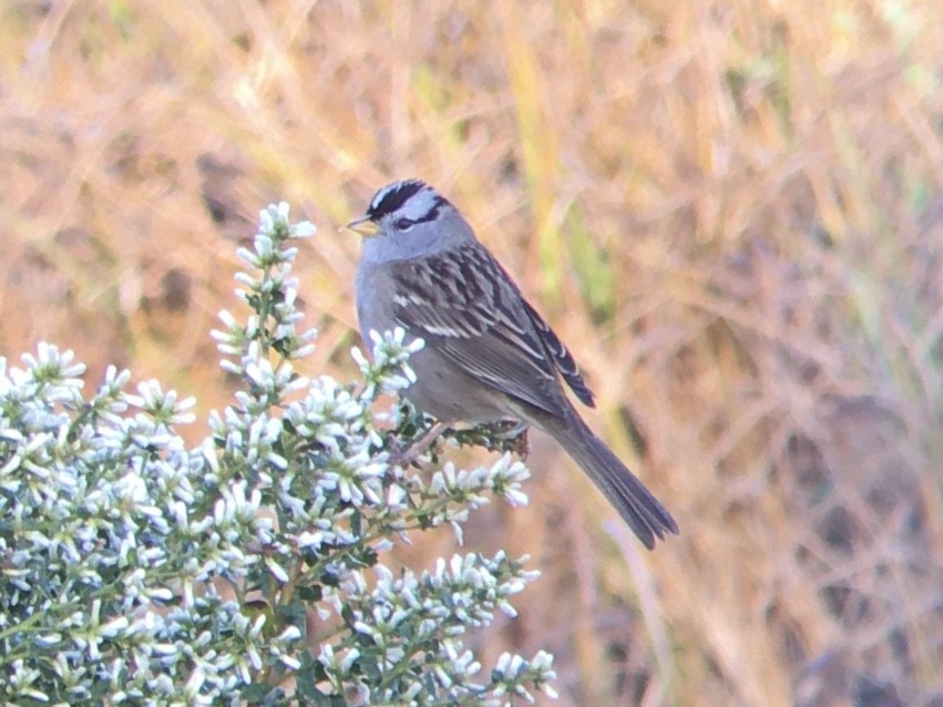 White-crowned Sparrow - ML642937065