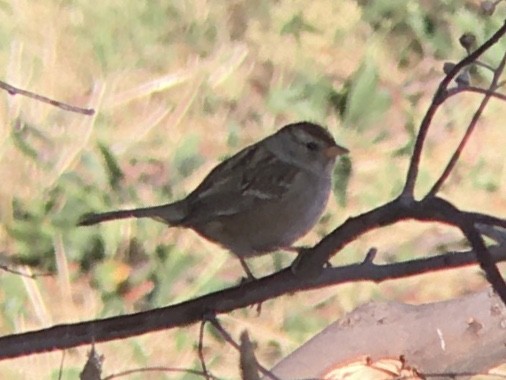 White-crowned Sparrow - ML642937066