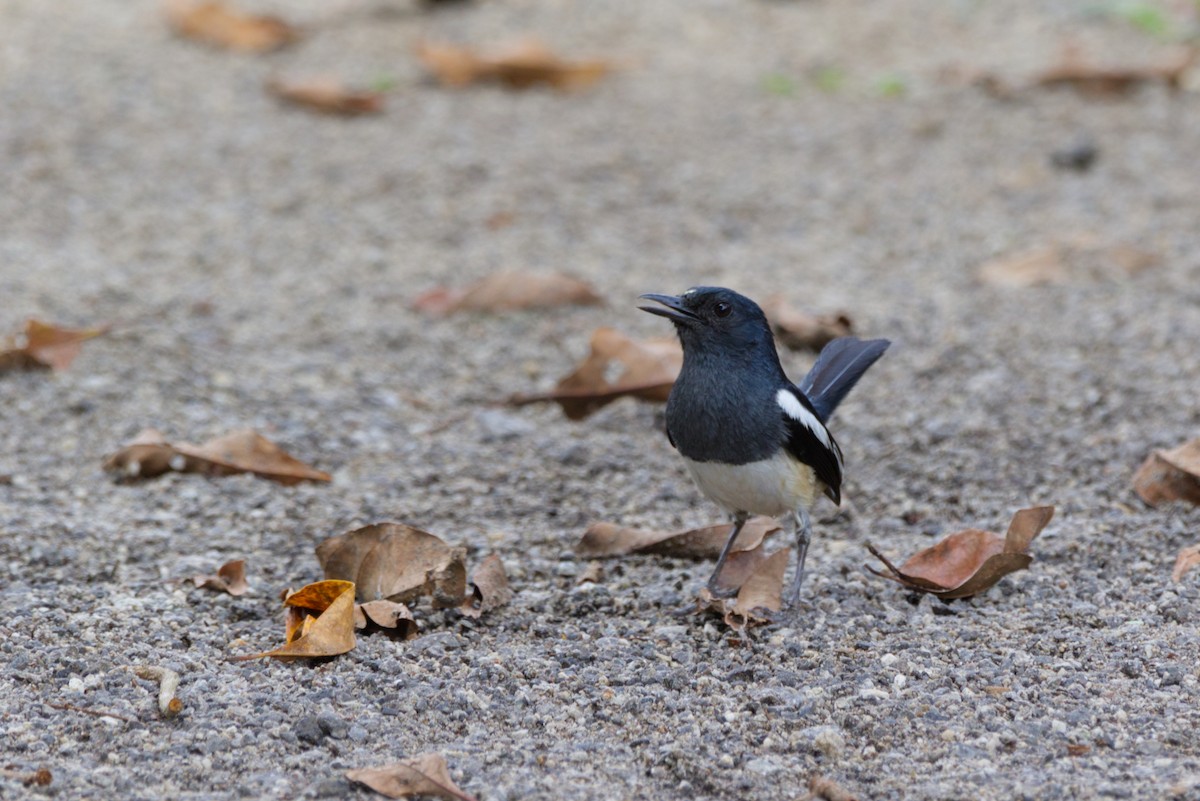 Oriental Magpie-Robin - ML642937067