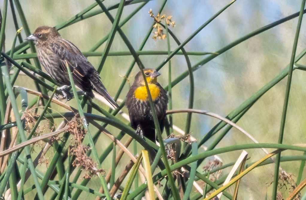 Yellow-headed Blackbird - ML642937069
