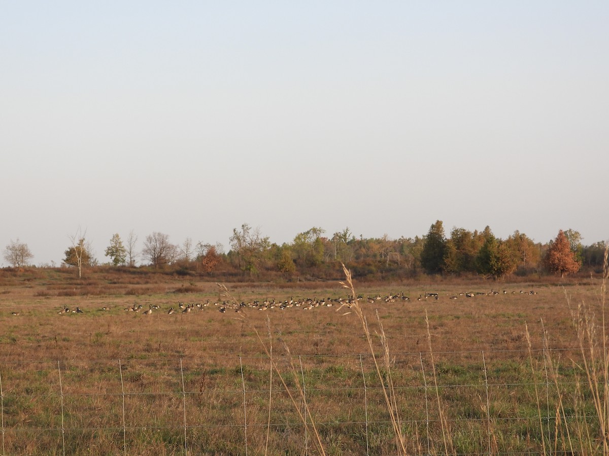Canada Goose - ML642937087