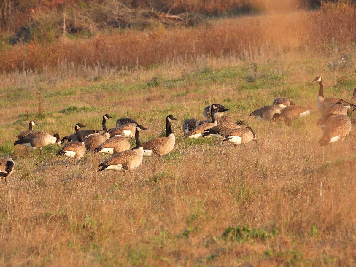 Canada Goose - ML642937088
