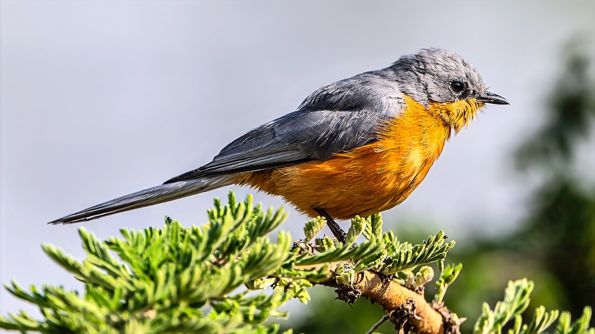 Silverbird - ML642937090