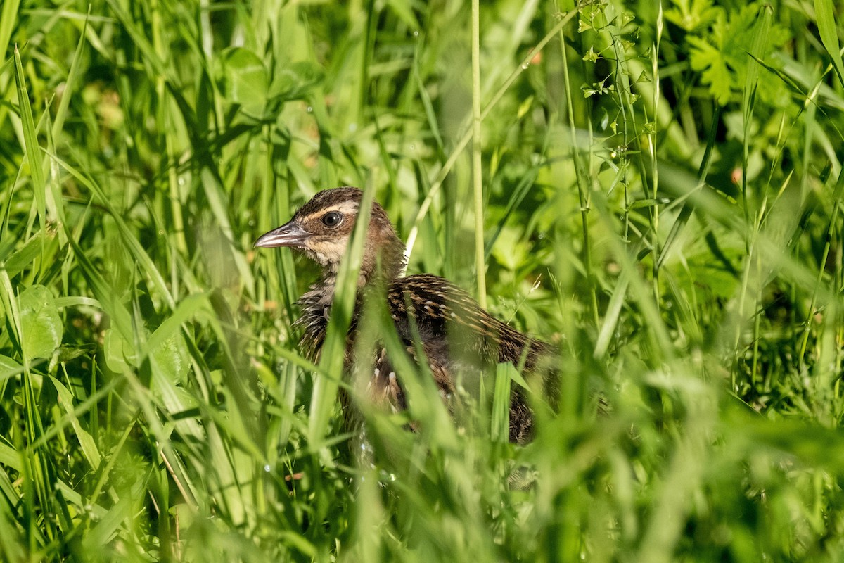 båndrikse - ML642937126