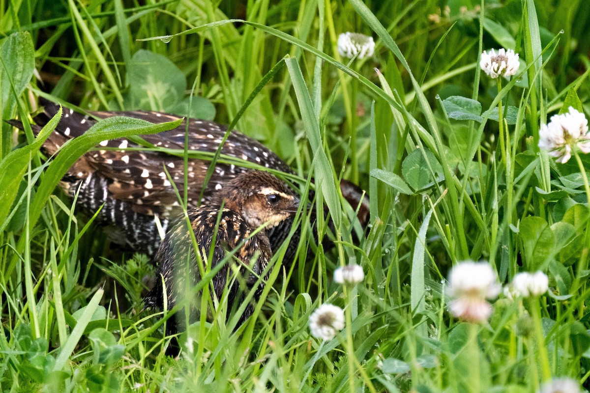båndrikse - ML642937127